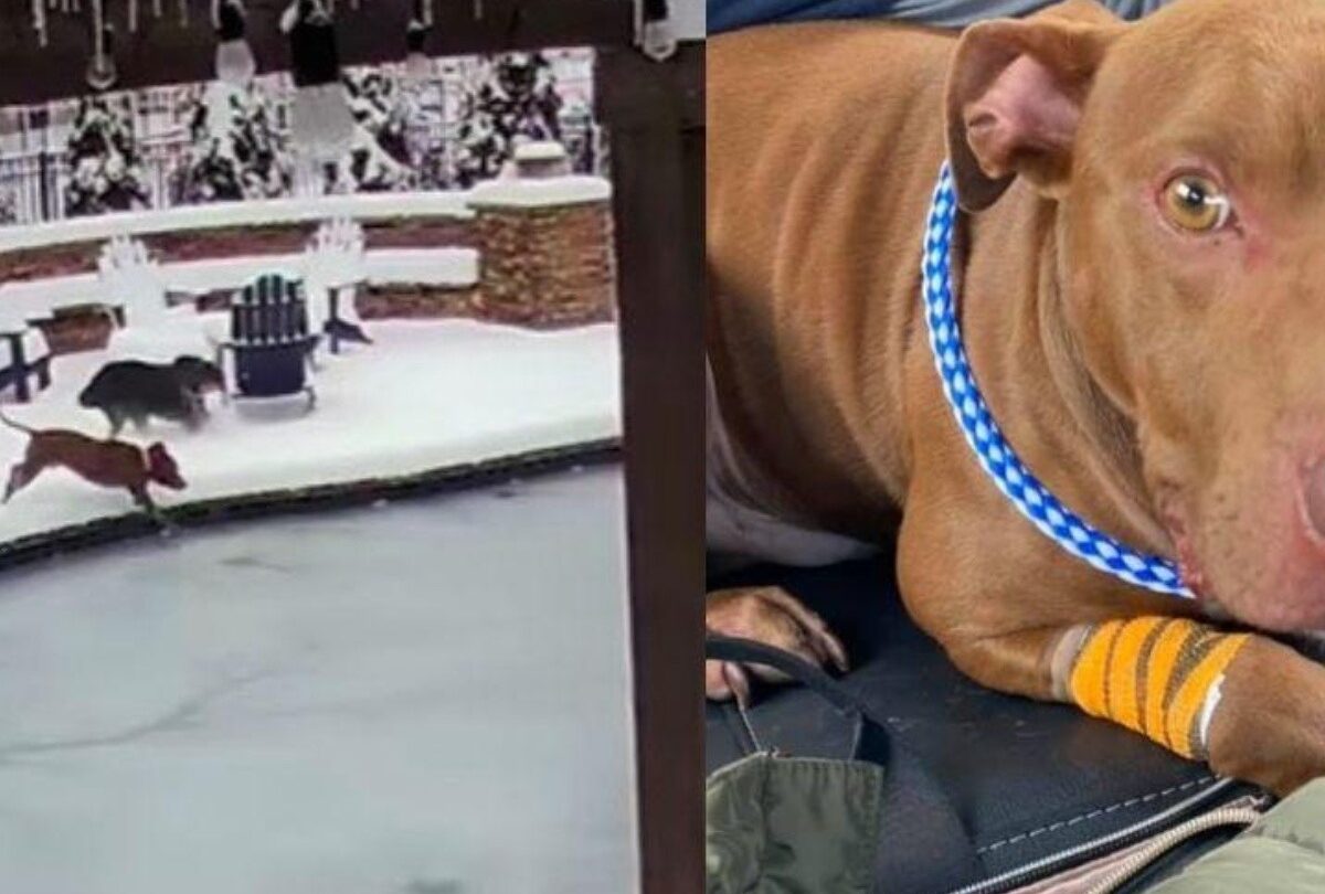 VIDEO Pitbull queda atrapado en una piscina congelada y su dueña lo salva |