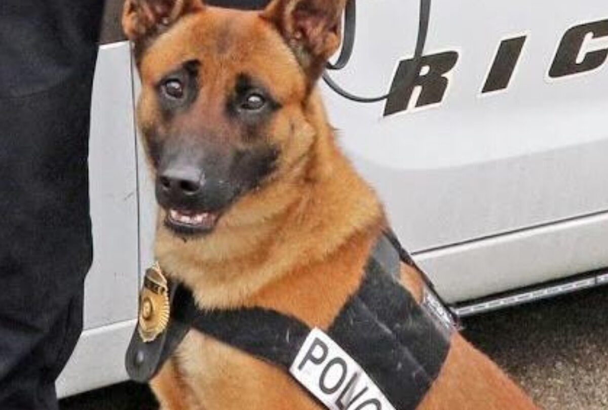 Perro policía encuentra cocaína en una caja de cereal en Estados Unidos |