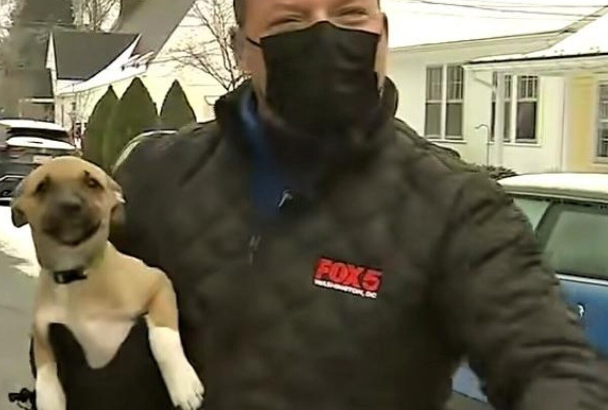 VIDEO Perrita se roba el show al aparecer de sorpresa en noticiero |