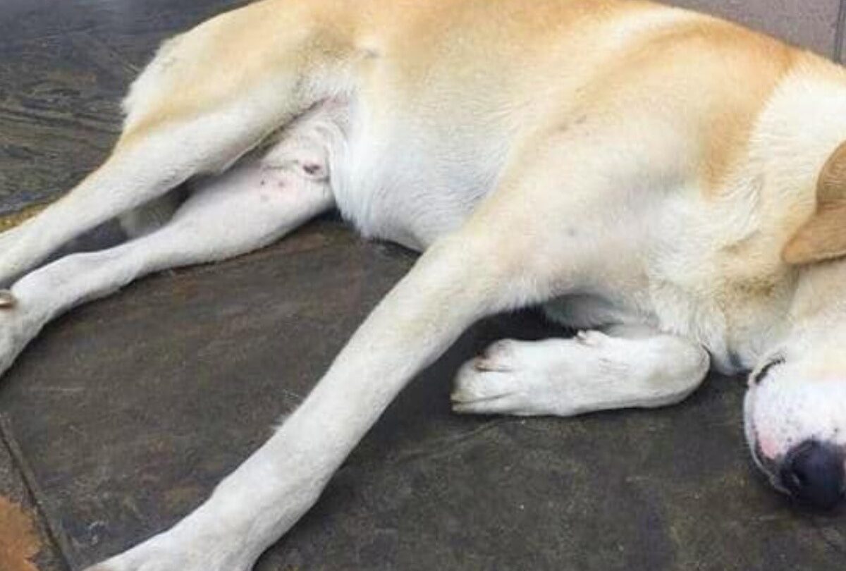 Perrito espera a su dueño afuera de un hospital sin saber que falleció |