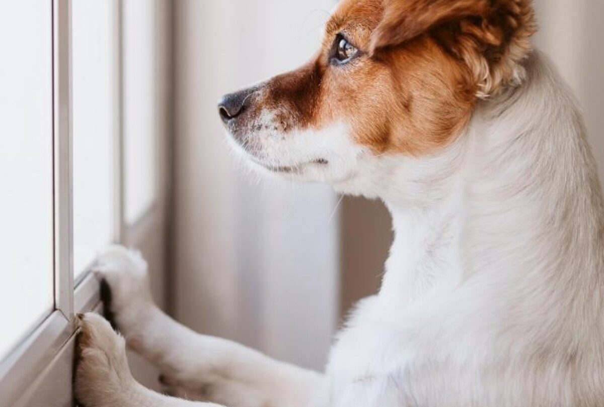 Consejos para dejar a tu perro solo en casa mientras vas al trabajo |