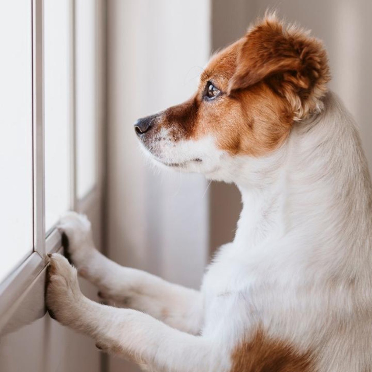 Consejos para dejar a tu perro solo en casa mientras vas al trabajo