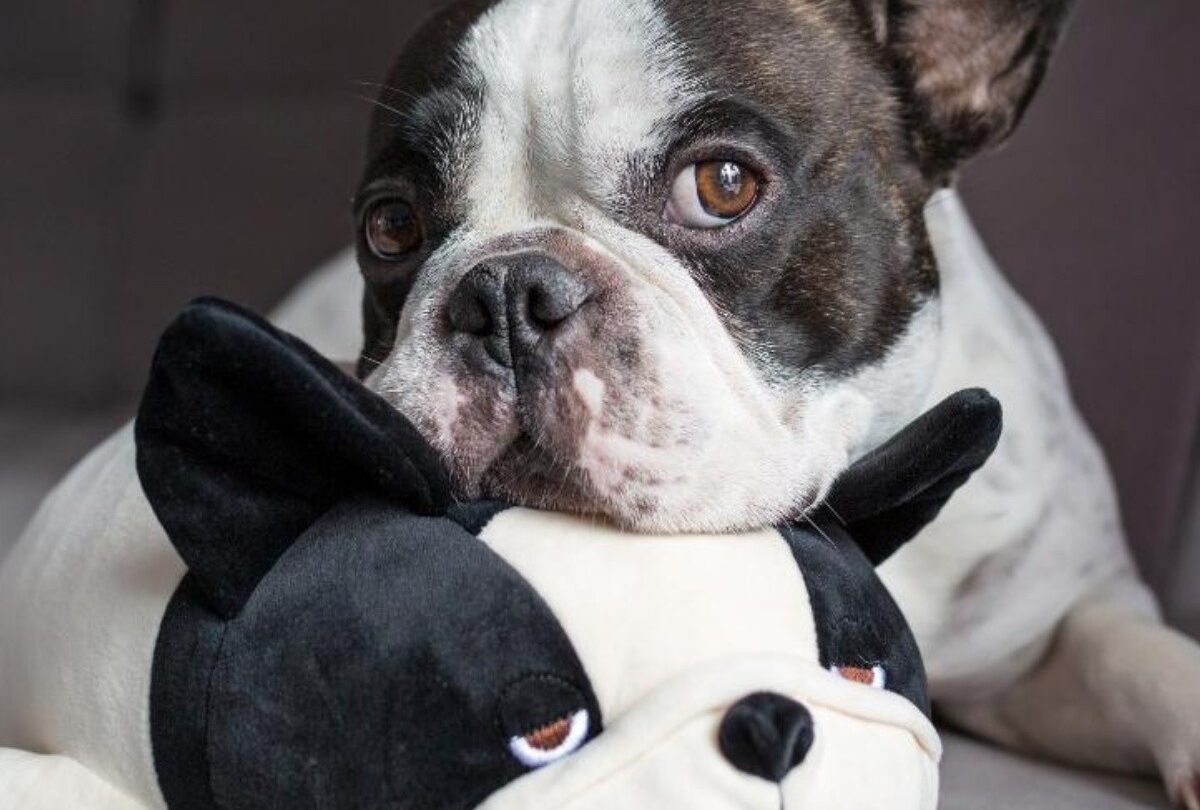 Cuánto tiempo se puede quedar un perro solo en casa según expertos |