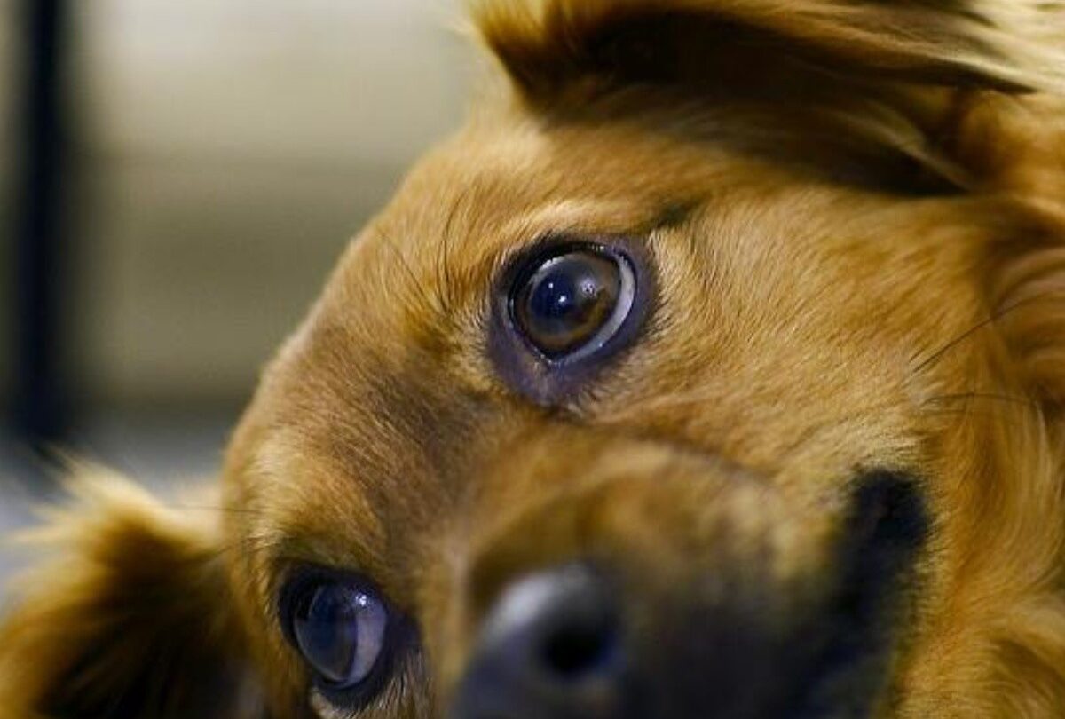 Cuáles son los síntomas del parvovirus en perros y tratamiento |