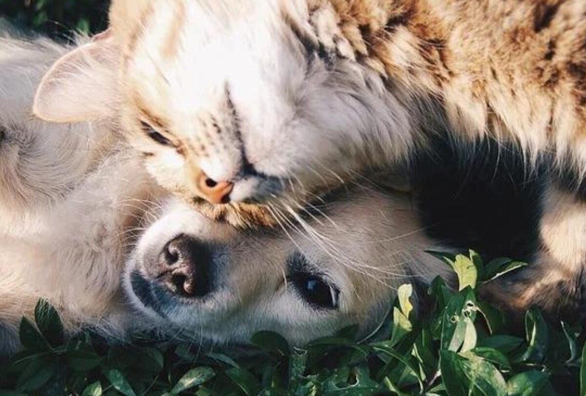 Semejanzas entre perros y gatos Cómo hacer que se lleven bien |
