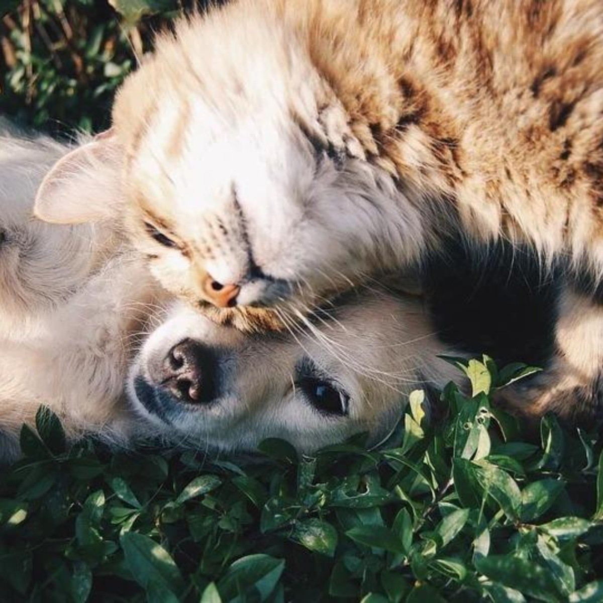 Semejanzas entre perros y gatos: Cómo hacer que se lleven bien