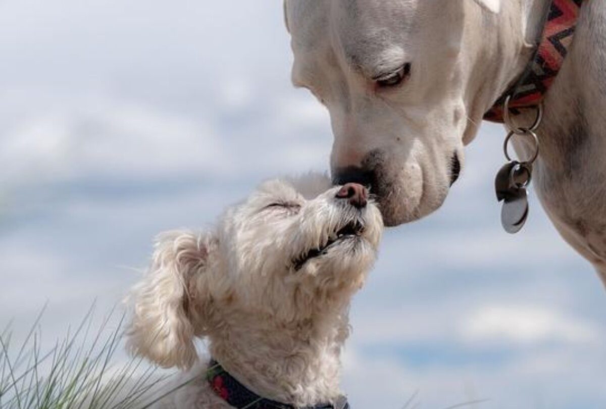 7 consejos útiles para presentar un perro nuevo a la familia |