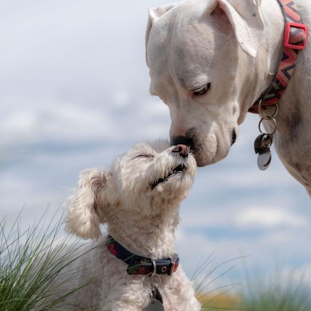 7 consejos útiles para presentar un perro nuevo a la familia