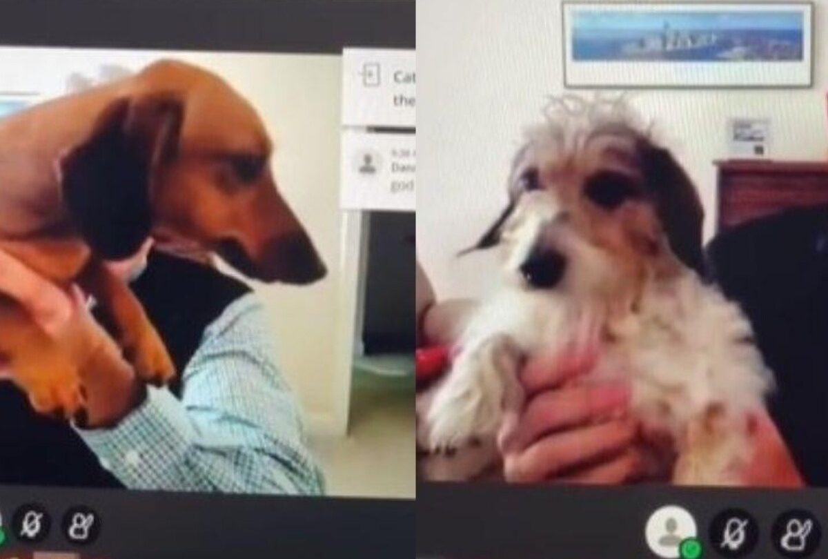 VIDEO Profesor interrumpe su clase para mostrar a sus perritos |