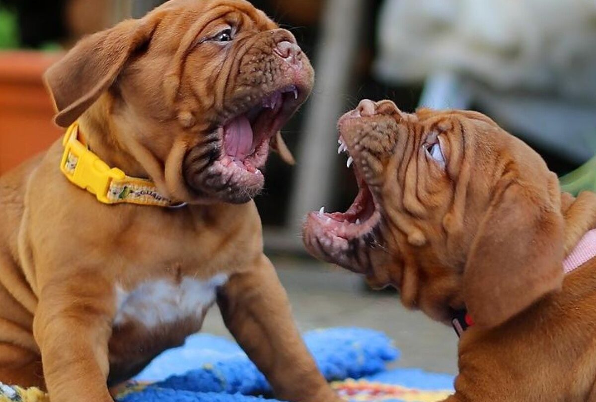 Consejos de César Millán para calmar una pelea entre dos perros |