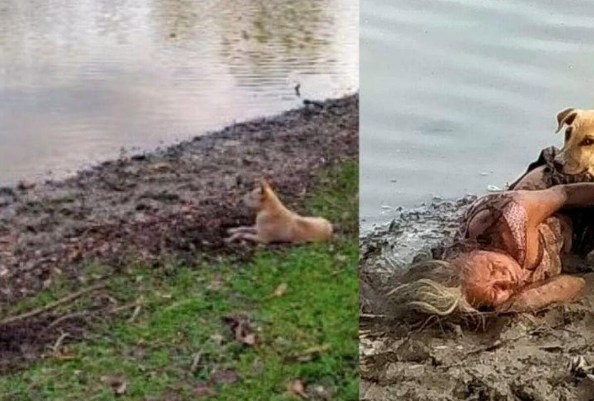 Perros protegen a una anciana dormida en la orilla del río |