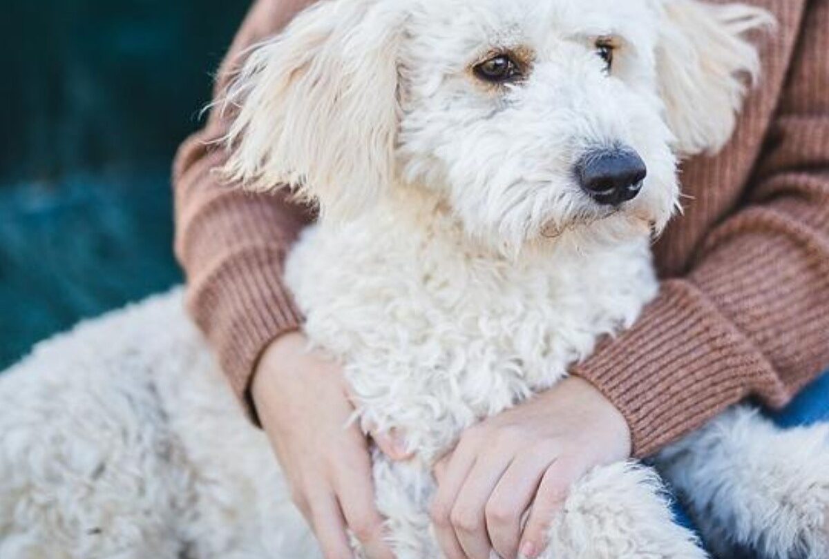 Perros reconocen maldad en las personas revela estudio |