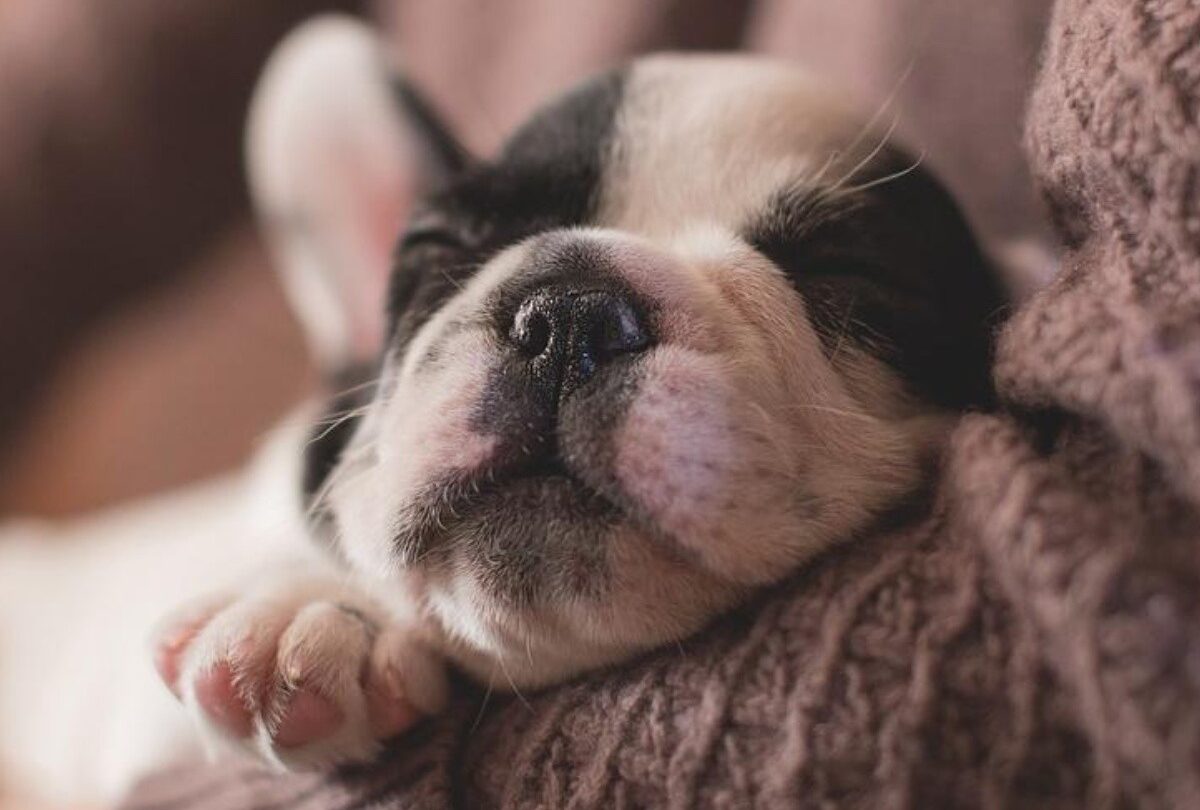 7 señales que te dicen que un perro puede ser la mascota adecuada para ti |