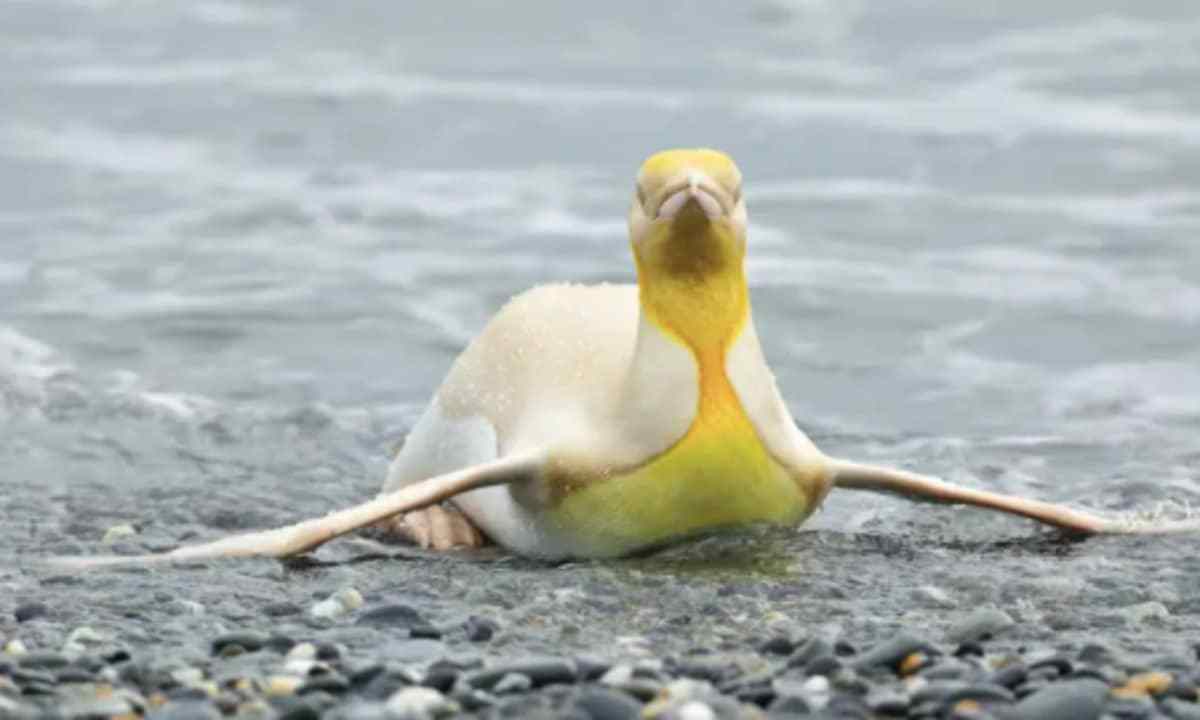 El primer pingüino amarillo que es fotografiado en el mundo