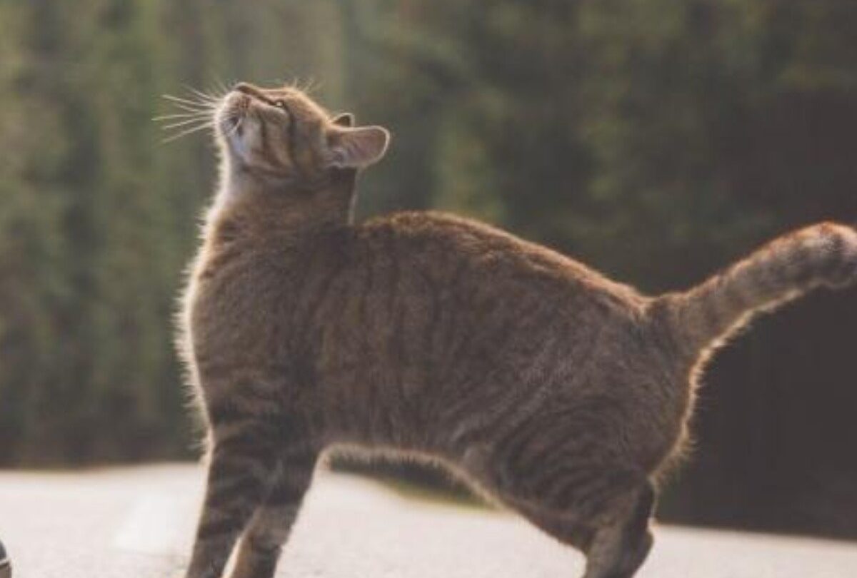 Por qué los gatos mueven sus colas explicación científica |