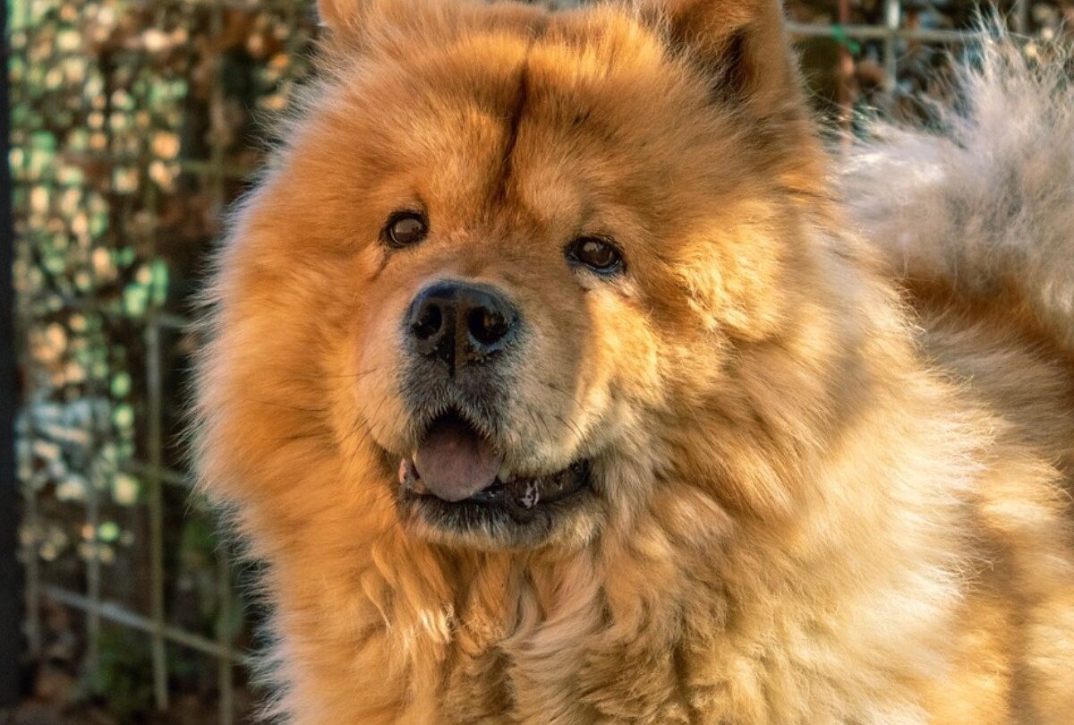 Por qué los perros Chow Chow tienen lenguas de color azul |