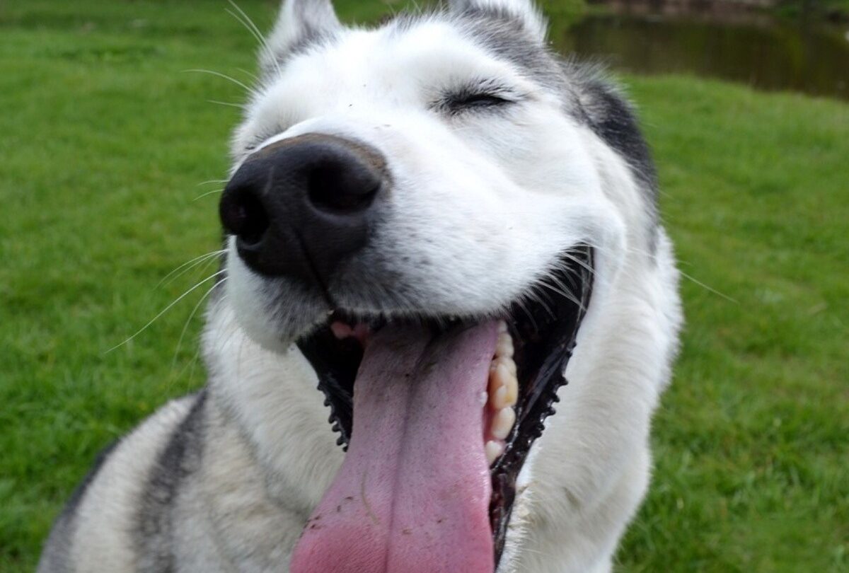 Por qué los perros Husky Siberiano son tan traviesos según expertos |