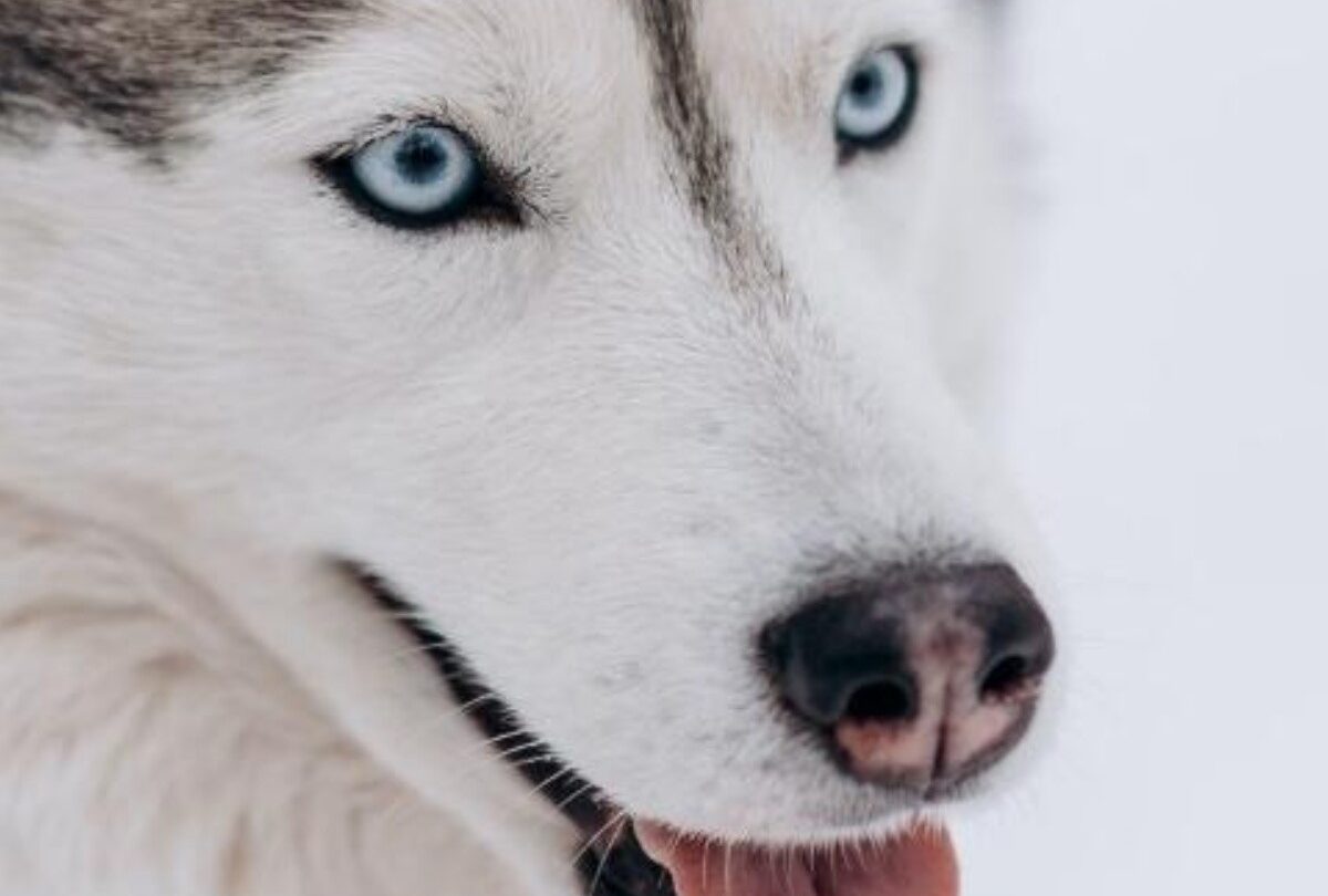 Por qué los perros Husky Siberiano tienen los ojos de color azul |