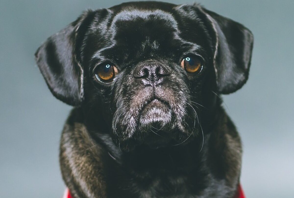 Por qué los perros Pug tienen dificultades para respirar |