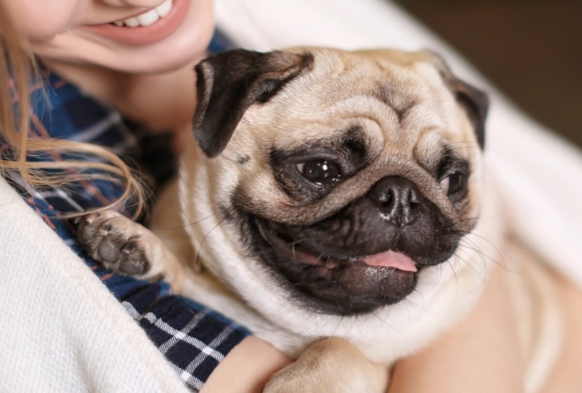 9 consejos para cuidar a los perros durante la época de bajas temperaturas |