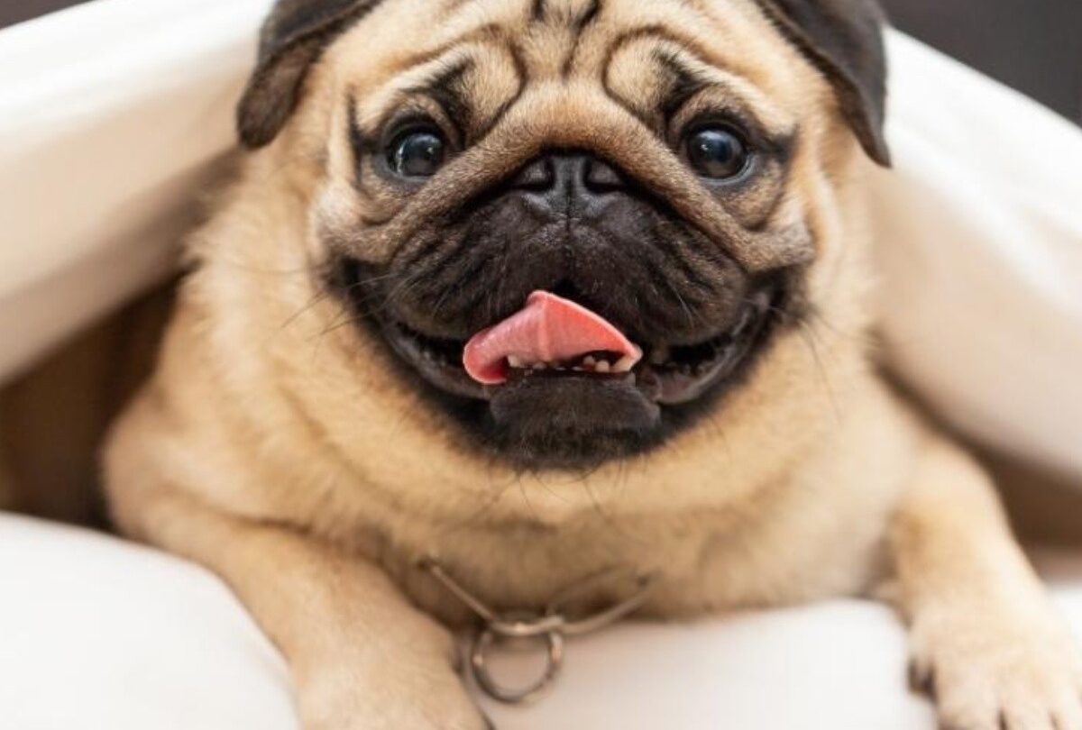 8 cosas que todos los dueños de un perro Pug han experimentado |