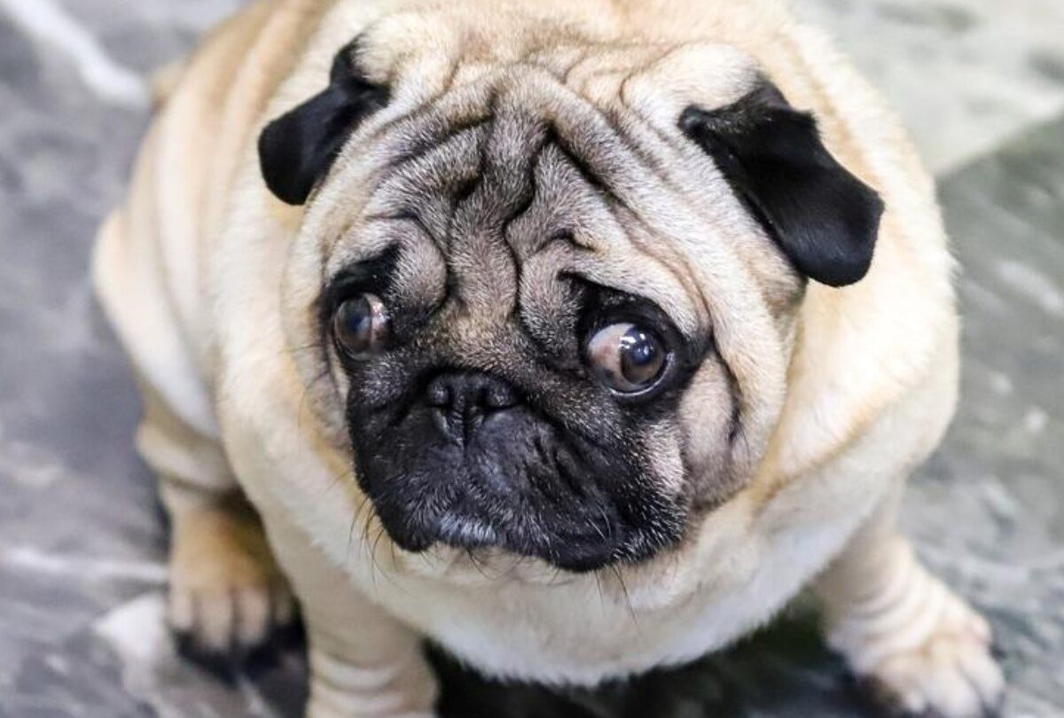 Qué hacer cuando tu Pug no puede respirar todo lo que debes saber |