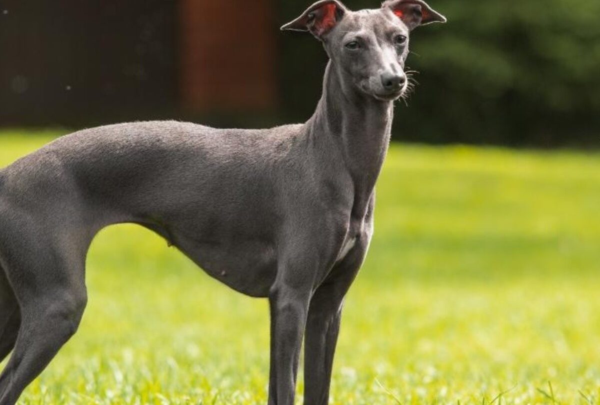8 características que indican que un perro Galgo Italiano es de raza pura |