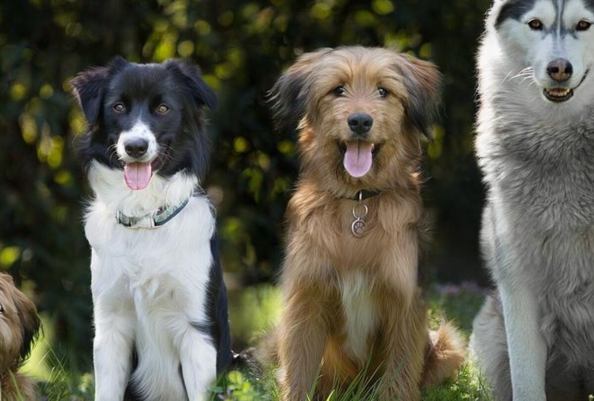Conoce las razas de perros más populares en cada país del mundo |