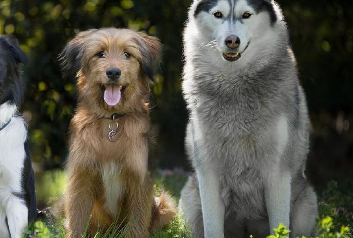 Cómo se clasifican todas las razas de perros del mundo según la FCI |