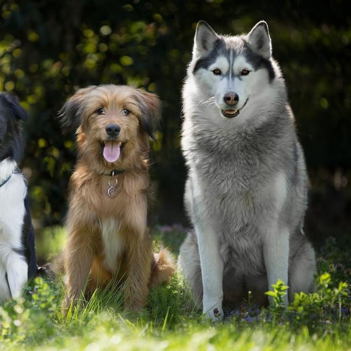 Cómo se clasifican todas las razas de perros del mundo, según la FCI