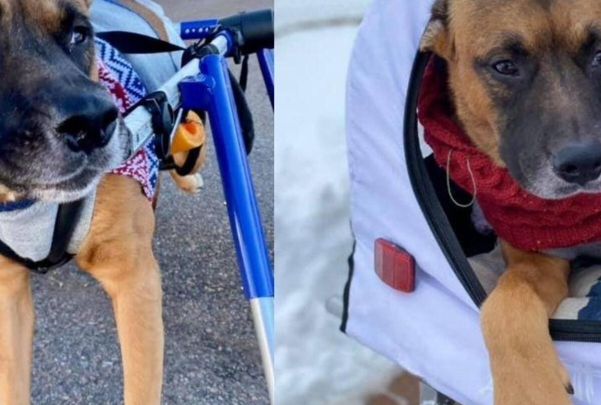 Regalan carrito a perro minusválido para sacarlo a pasear |