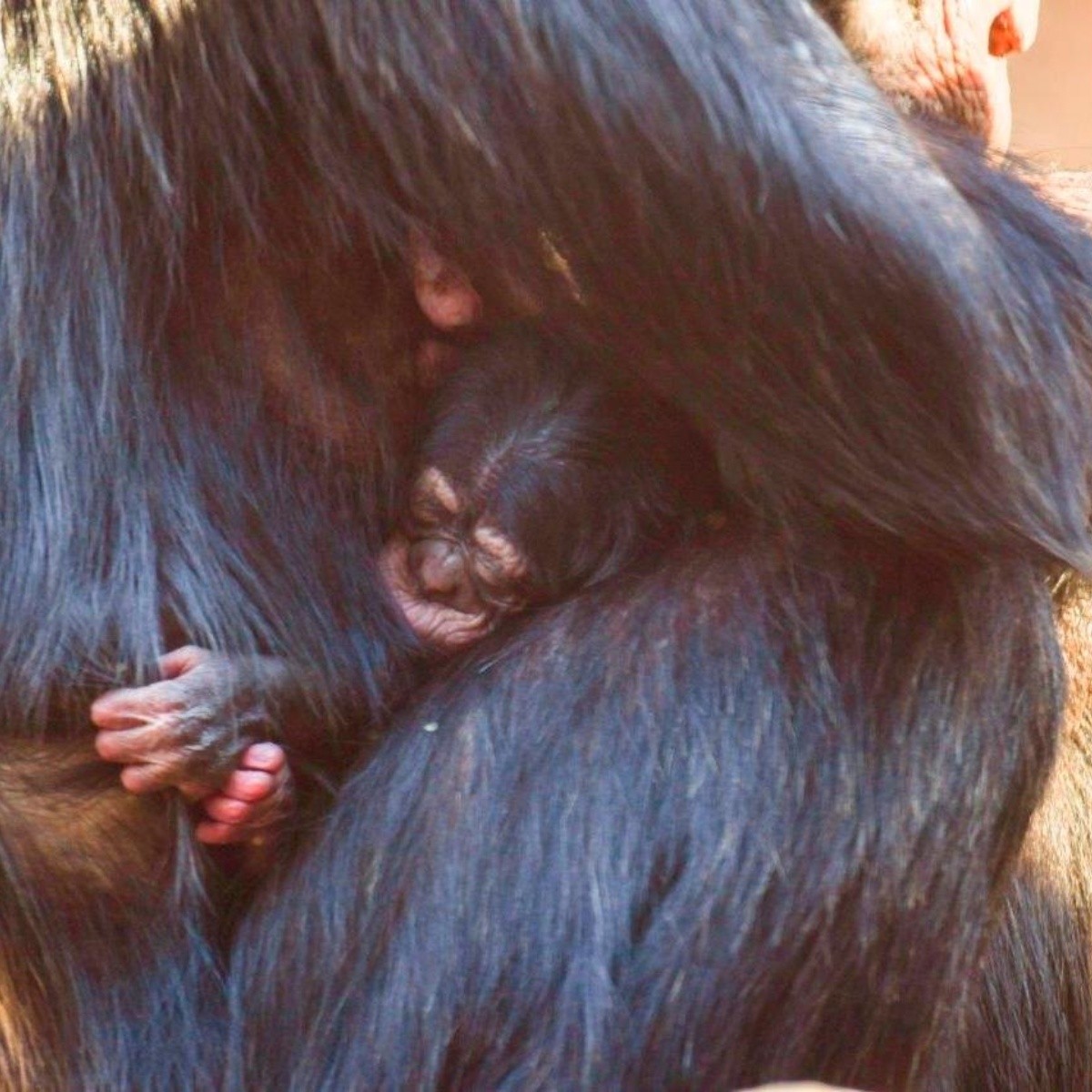 Cría de chimpancé nace en parque de España