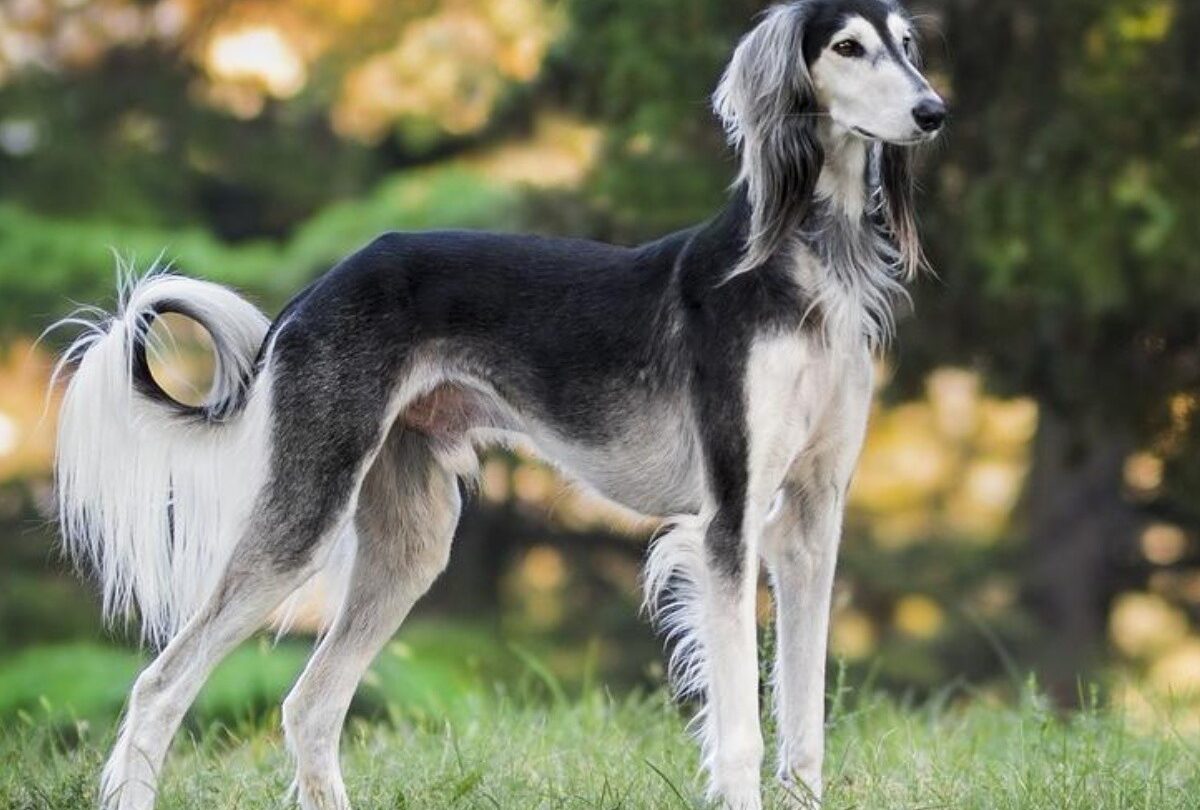 Las 5 razas de perros más elegantes del mundo el último es hermoso |