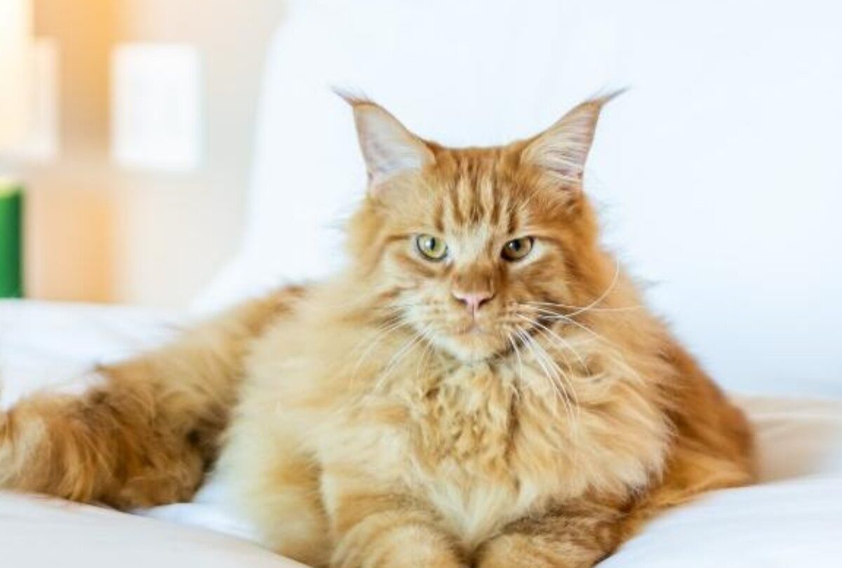 Sofitel el hotel para quedarte con tu gato en la CDMX |