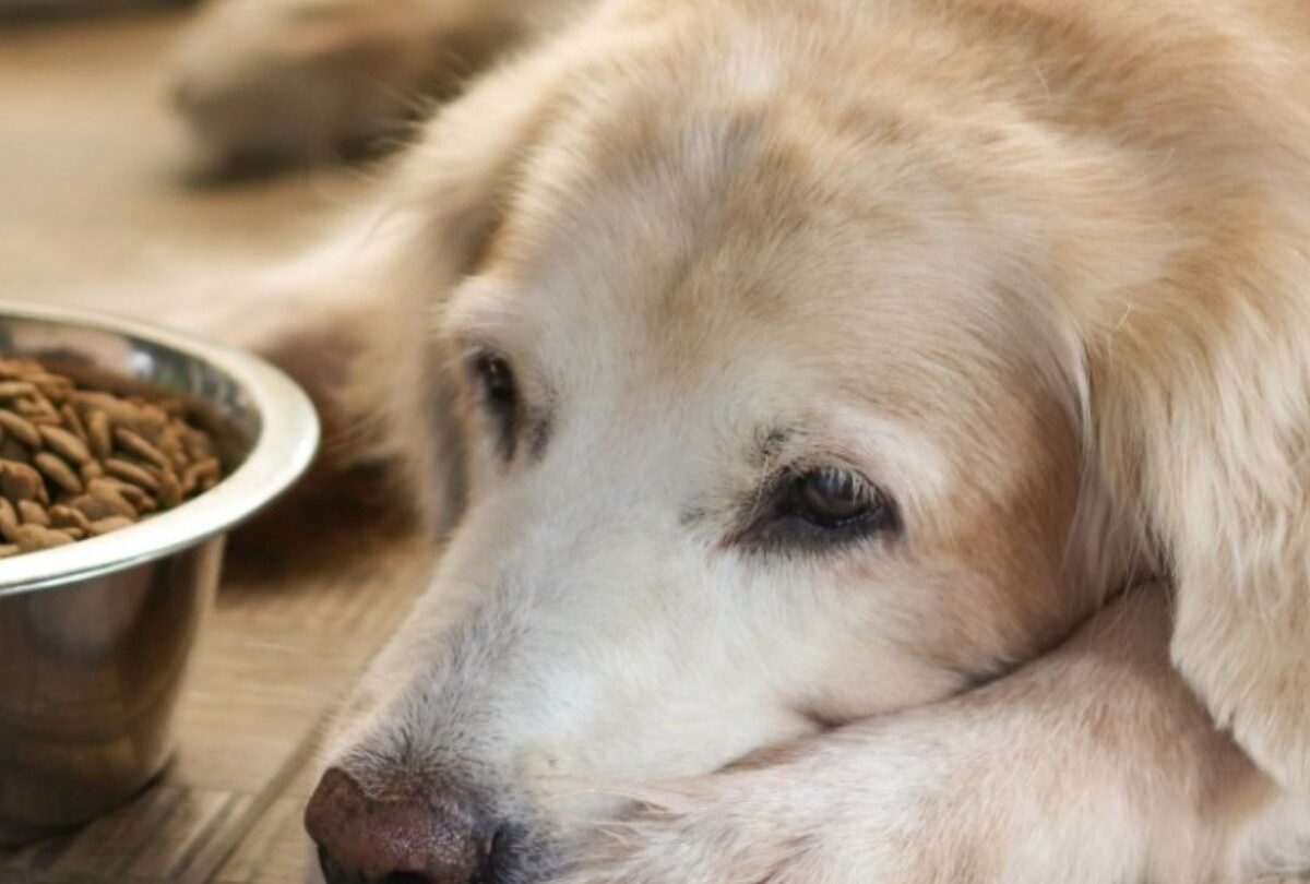 Por qué mi perro no quiere comer y está triste causas y soluciones |