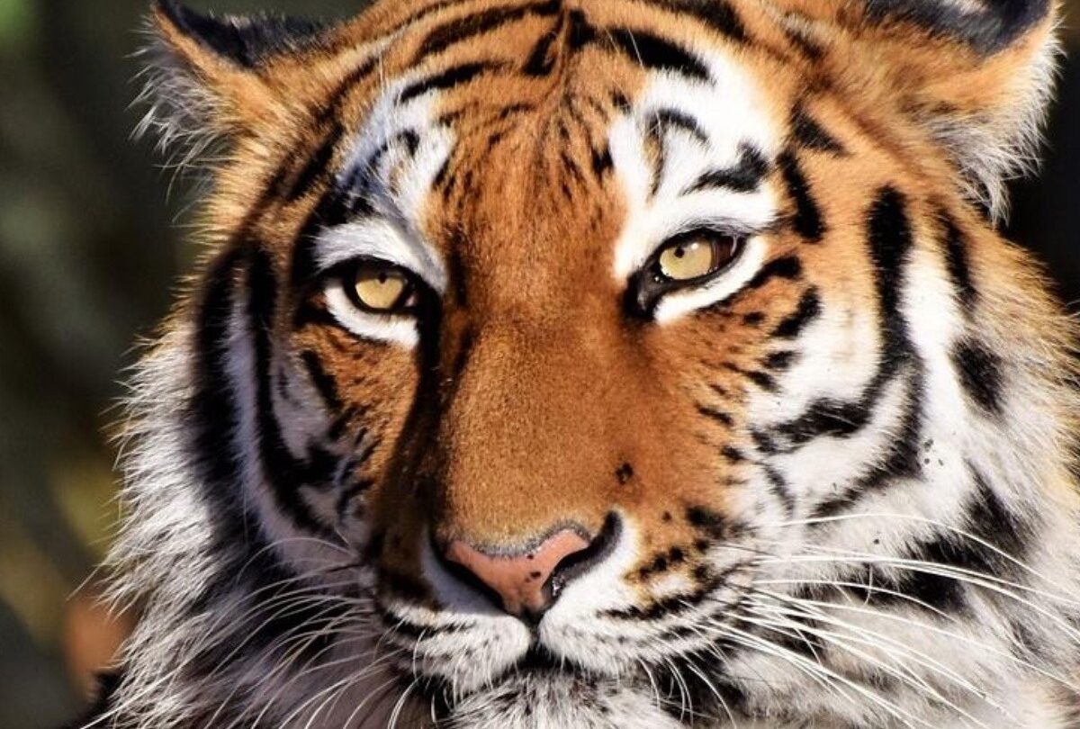 Requisitos oficiales para tener una mascota exótica en México Semarnat |