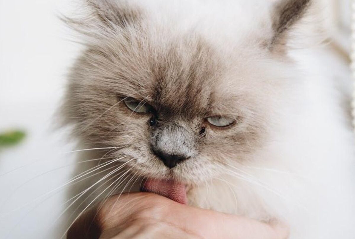Cómo saber si tu gatito te quiere 6 señales que lo confirman |