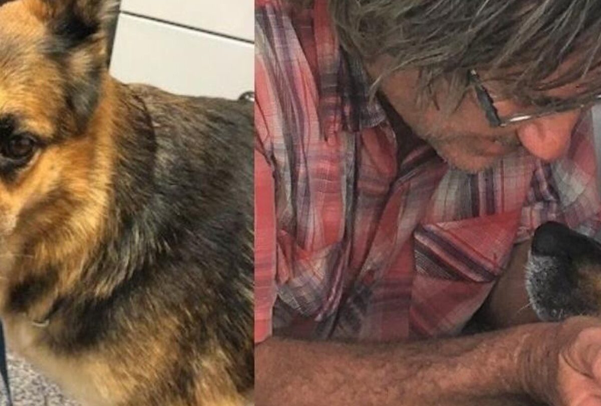 Una perrita pastor alemán nada por 11 horas para rescatar a su dueño |
