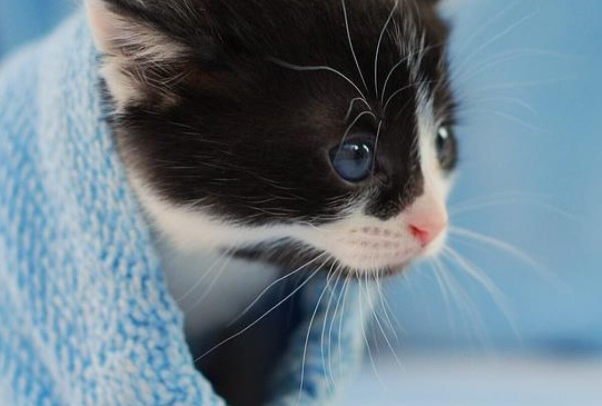 Cómo llevar tu gatito al veterinario y no morir en el intento |
