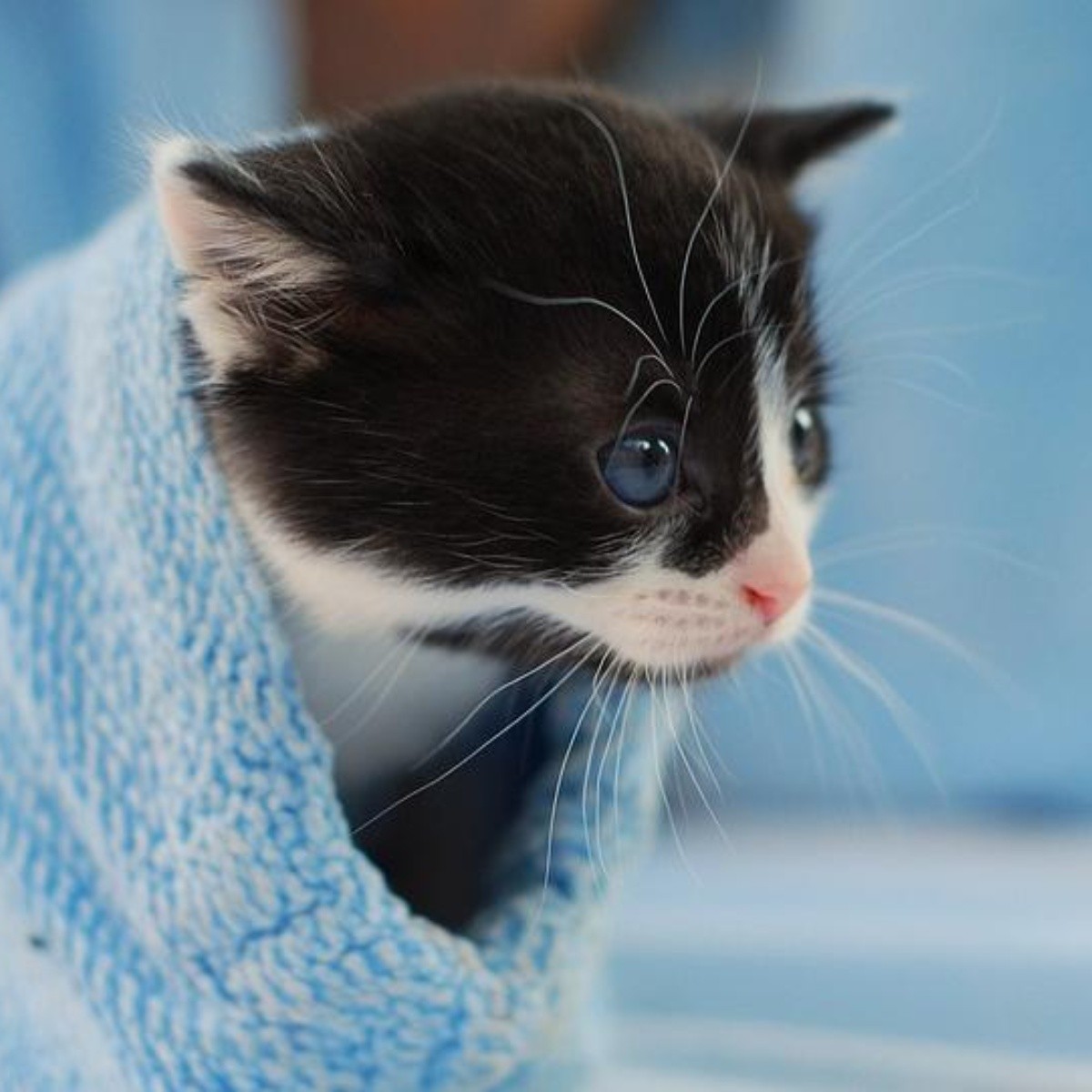 Cómo llevar tu gatito al veterinario y no morir en el intento