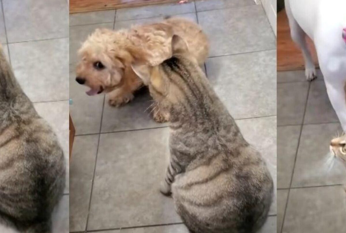 VIDEO Cachorro llama a un perro para que lo defienda de un gato |