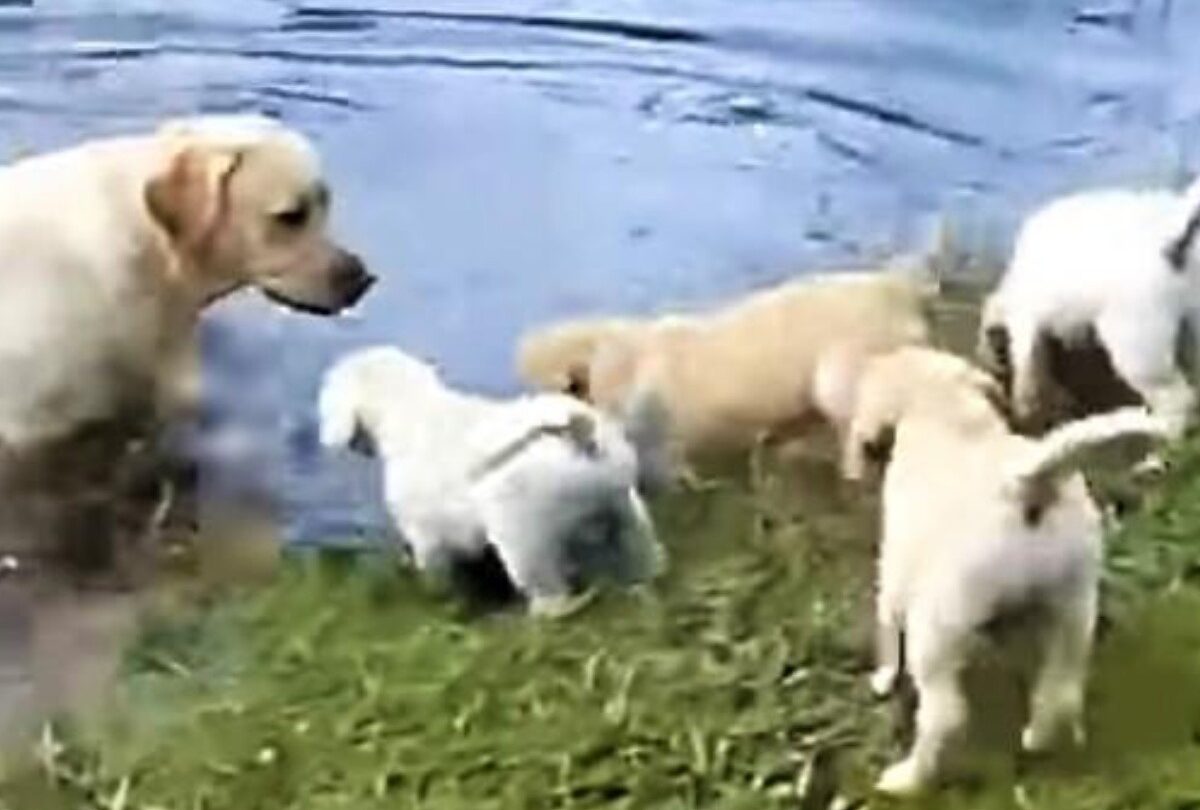 VIDEO Labrador enseña a nadar a sus cachorros por primera vez |