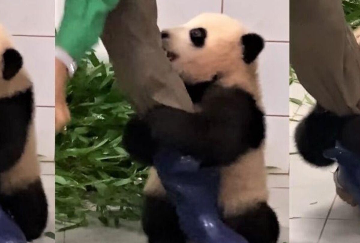 VIDEO Oso panda bebé abraza a su cuidador para que no se vaya |
