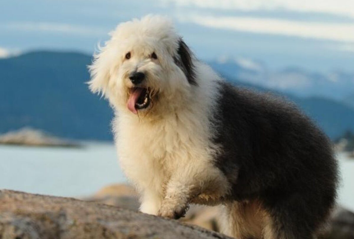 Cuál es la raza de perro de Daniel el Travieso y cuáles son sus características |