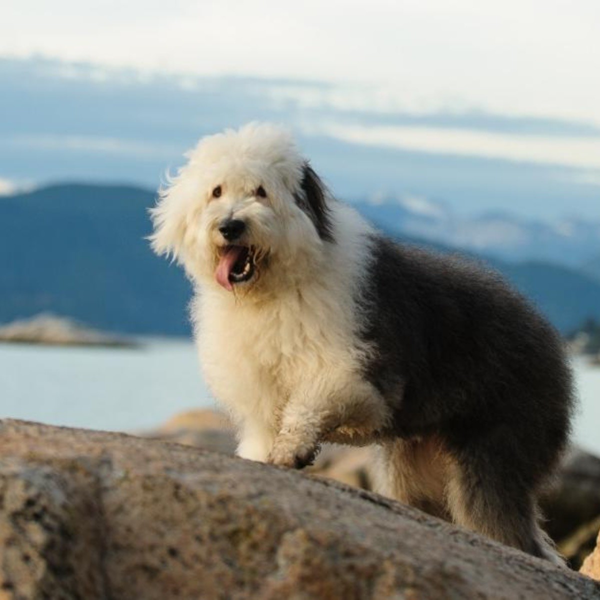 Cuál es la raza de perro de Daniel el Travieso y cuáles son sus características