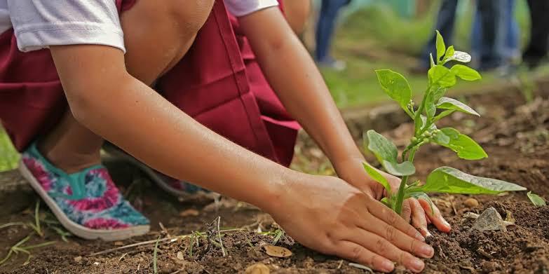 Feministas convocan a plantar árboles este domingo por el 8M