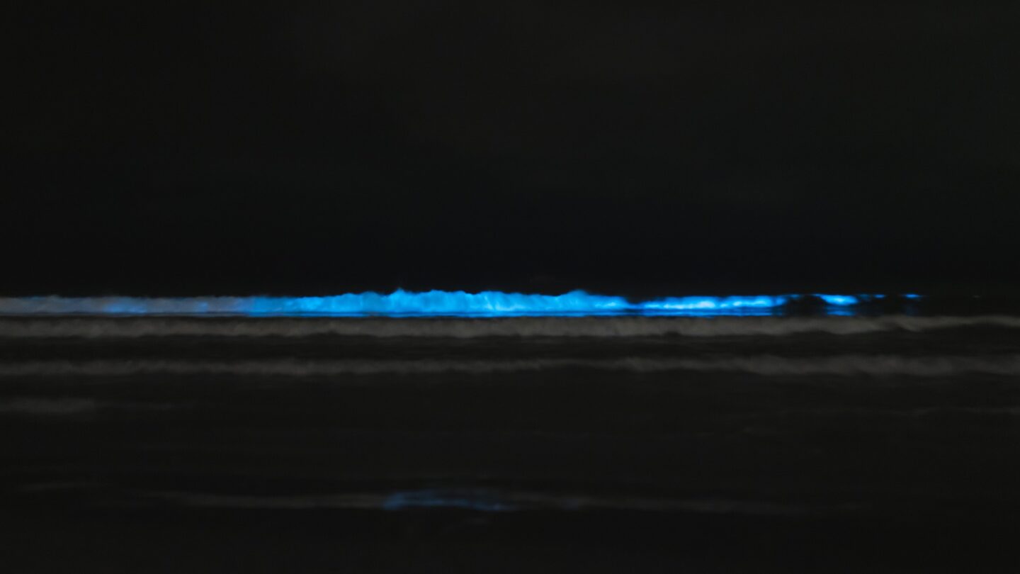 bioluminiscencia