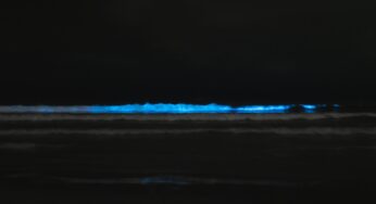 Playas de México donde se puede admirar la biolumionesencia