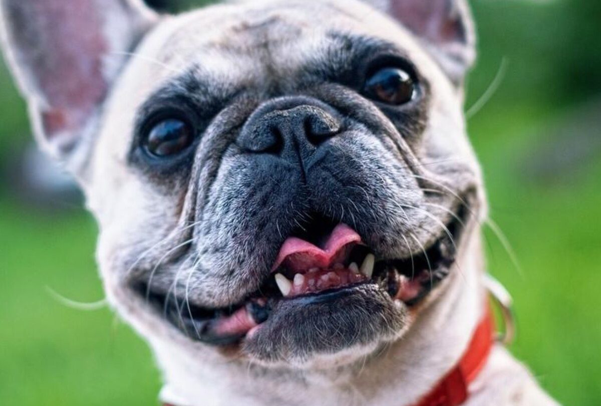 10 cosas que solo el dueño de un perro Bulldog francés entenderá |