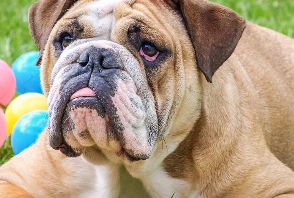 15 fotos de Bulldog siendo tiernos y ocurrentes te alegrarán el día |